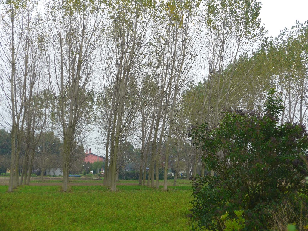 Vendo pioppeto in piedi in vendita - foto 2