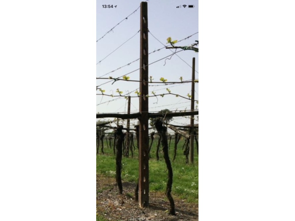pali in cemento per vigneto/frutteto in vendita - foto 1