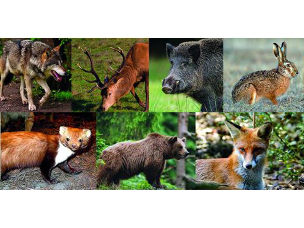 -ELETTRIFICATORE PER RECINTI ELETTRICI PER ANIMALI CON NUOVA BATTERIA CICLICA E PANNELLO SOLARE... in vendita - foto 2