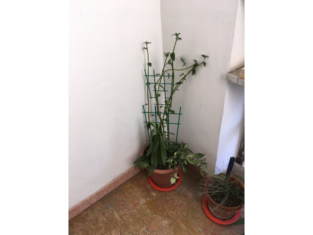 Plastica in vendita